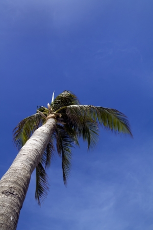 A palm tree blowing in the wind with a blue cloudy sky の写真素材