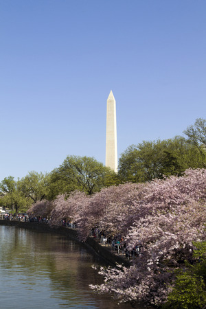 Washington Monument in Washington D C  with cherry blossoms の写真素材