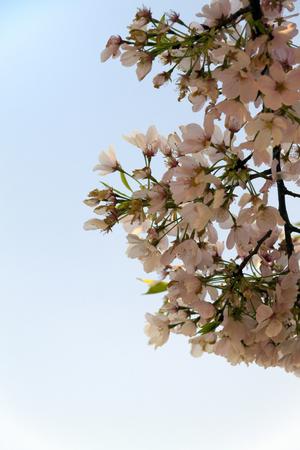 Branches and flowers of a Cherry Blossom tree in bloomの写真素材