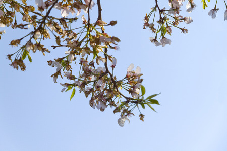 Branches of a Cherry Blossom tree in bloomの写真素材