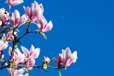 Beautiful branches of pink magnolia flower over blue skyの写真素材