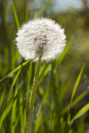 Dandelion in a meadow. Useful for spring themes or serenity, peace, freshness concepts.の写真素材