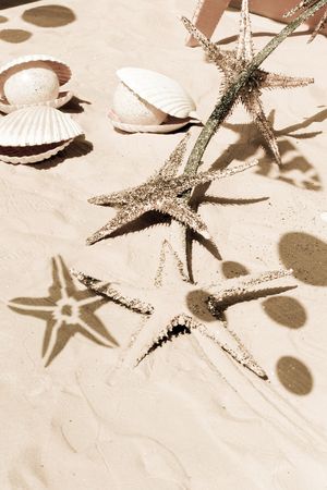 Sparkling starfishes, shells and marine animal shadows on the sand. Sepia tone. Vacation and sea concept.の写真素材