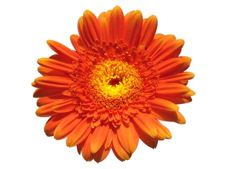Closeup of an orange gerbera flower isolated on white background.の写真素材