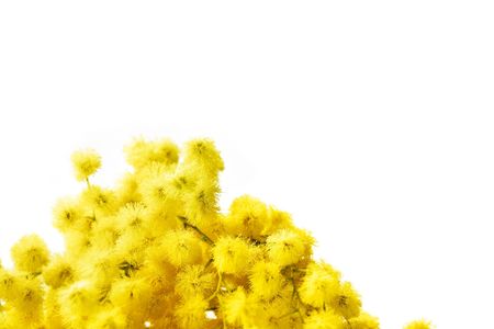 Branch of mimosa flowers isolated on white. Large space for copy.の写真素材
