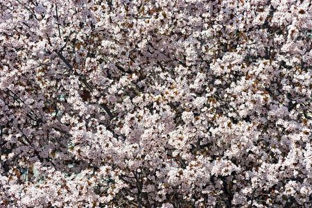 Cherry tree in bloom. Spring concept.