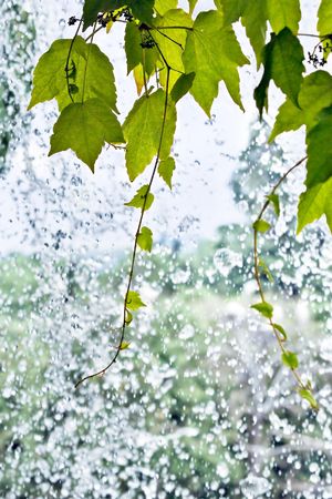 Ivy leaves over a waterfall background. Freshness, serenity concept. Space for copy.の写真素材