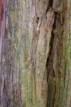Bark of a tree in the forest, closeup of photo