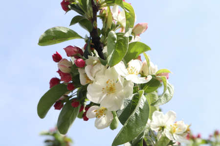 Apple tree flowers in springの写真素材