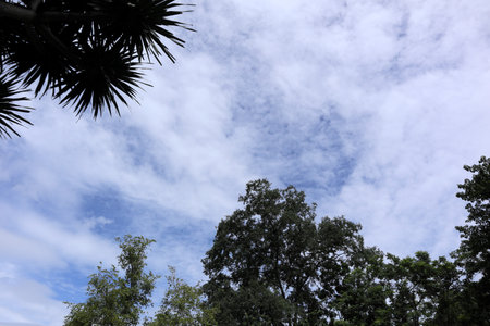 Sky and trees in Thailandの写真素材