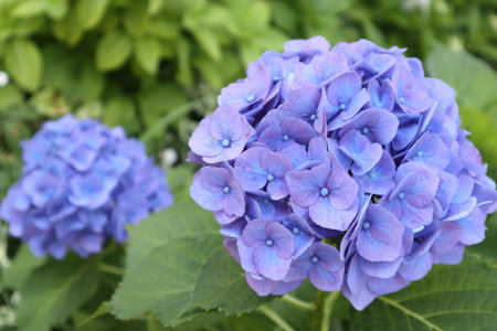 hydrangea flowers bloomingの写真素材