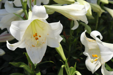 white lily flower bloomingの写真素材