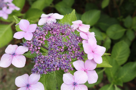 Hydrangea flowers blooming. Color is light purple.の写真素材