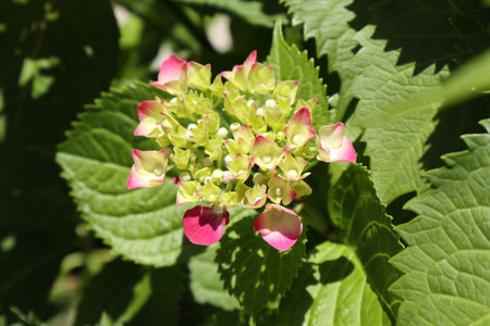 Hydrangea flowers blooming.の写真素材