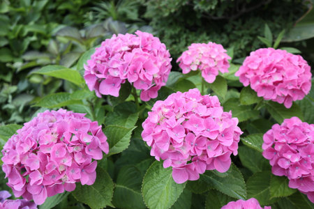 Hydrangea flowers blooming. Color is reddish purple.の写真素材