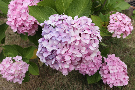 Hydrangea flowers blooming. Color is light purple.の写真素材