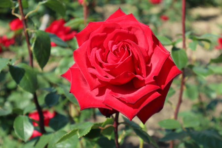 Red rose flowers in spring. Copy space.の写真素材