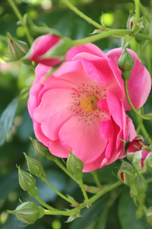 The bloom of  the pink rose flowers.の写真素材
