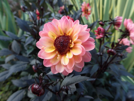 Light-colored dahlia flowers are blooming.の写真素材