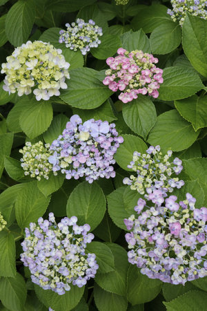 Close-up of red and purple hydrangea flowers. The photo is vertical. Taken in Japan. The season is early summer and it is also the rainy season.の写真素材