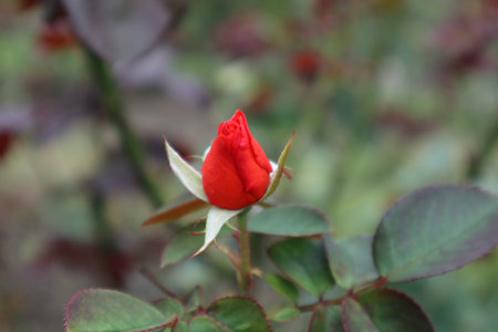 A red rose. This is a close-up of a bud. This photo was taken in Japan. The photo is horizontal.の写真素材