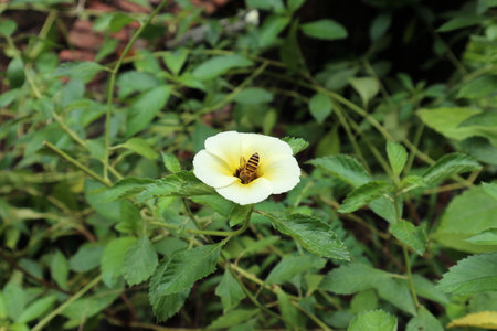Yellow alder flower is blooming. A honey bee is sucking honey from a flower.の写真素材