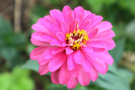 Pink zinnia flower is blooming.の写真素材