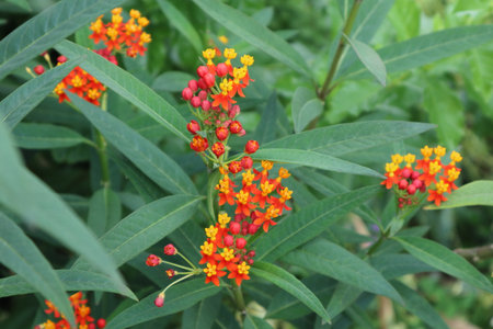 Red milkweed is blooming.の写真素材