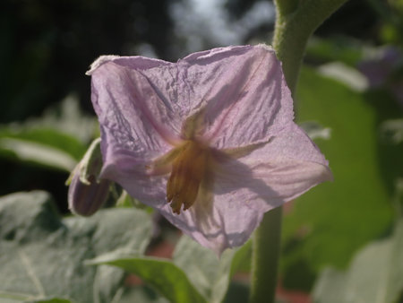 Flower of eggplant, Solanum lycopersicumの写真素材