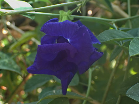 Butterfly pea flower, Clitoria ternateaの写真素材