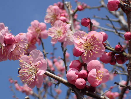 Pink plum tree (UME blossom) in Japan.の写真素材