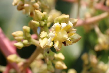 Mango tree and flower in Thailand.の写真素材