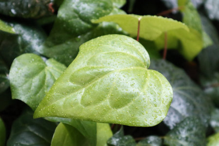 Ivy leaves in Japanの写真素材