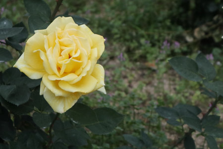 Yellow rose in the garden. Close-up.の写真素材