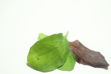Baby leaves.の写真素材