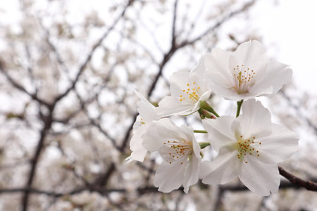 Cherry blossoms in Japan.の写真素材