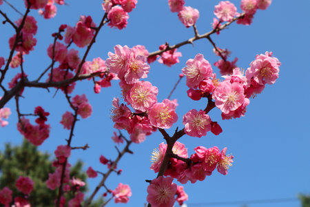 Pink plum tree (UME blossom) in Japan.の写真素材