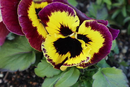 Yellow pansy flower in Japan.の写真素材