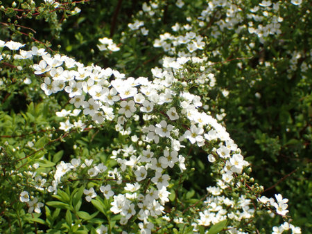 Spiraea thunbergii flower in Japan.の写真素材