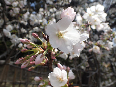 Cherry blossoms in Japan.の写真素材