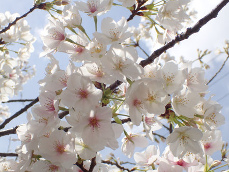 Cherry blossoms in Japan.の写真素材
