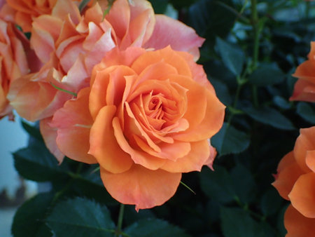 Orange color rose flowers in Japan.の写真素材