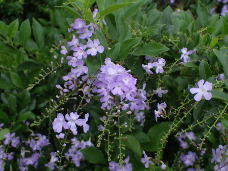 Duranta flower in Japan. The picture was taken in June.の写真素材