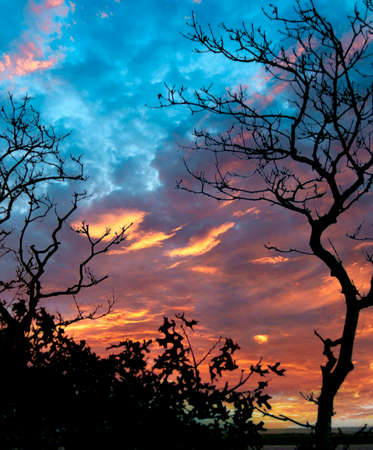 Dramatic sunset sky with dark silhouettes of trees and dry branchesの写真素材