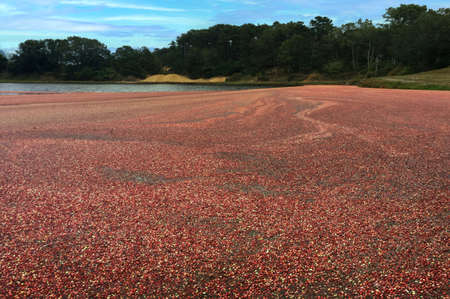 Cranberries on the shore of a lake in the Netherlands.