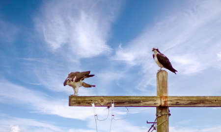 Osprey sitting on a wooden post with blue skyの写真素材