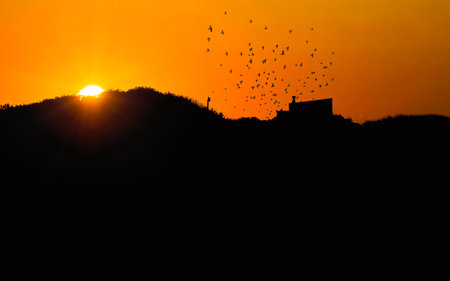 Silhouette of a wheat field at sunset with birds flying in the skyの写真素材