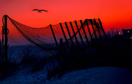 Silhouette of a fence at sunset with a flying bird.