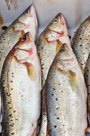 perch  Perca fluviatilis  in the market for saleの写真素材