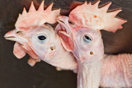 Two head of the slaughtered fresh whole chicken at asian market for saleの写真素材